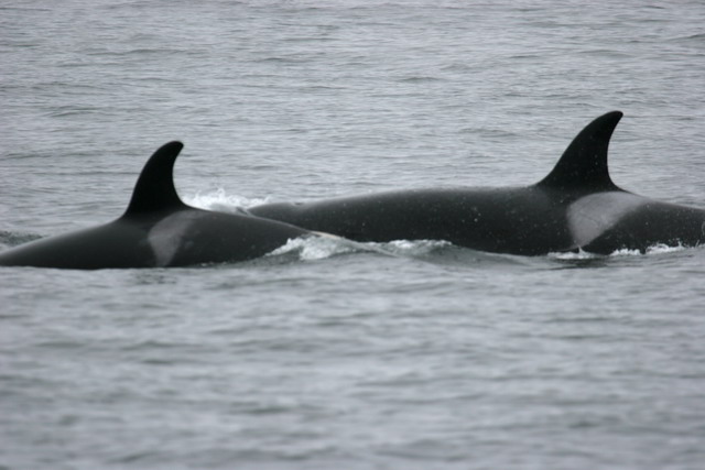 Orcas